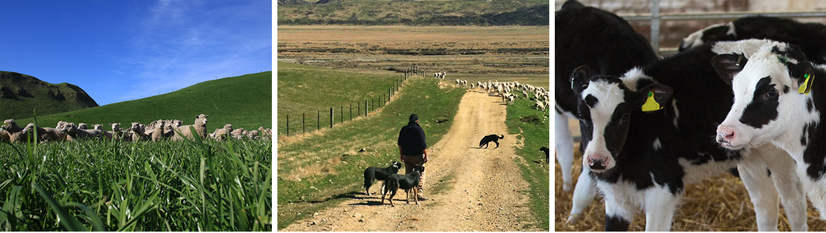 1742349248102648.jpg buu7-2.jpg